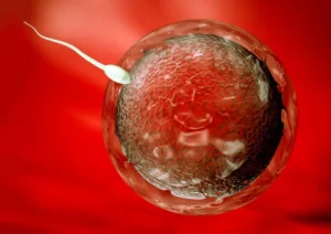 Sperm and egg. Natural fertilization. 3D rendering